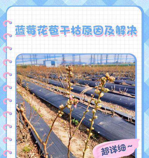 蓝莓叶子发黄枯萎的补救方法是什么？