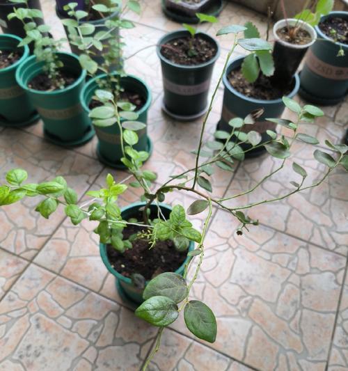 蓝莓叶子发黄枯萎的补救方法是什么？