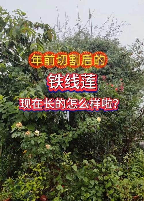 铁线莲长新芽的方法是什么？