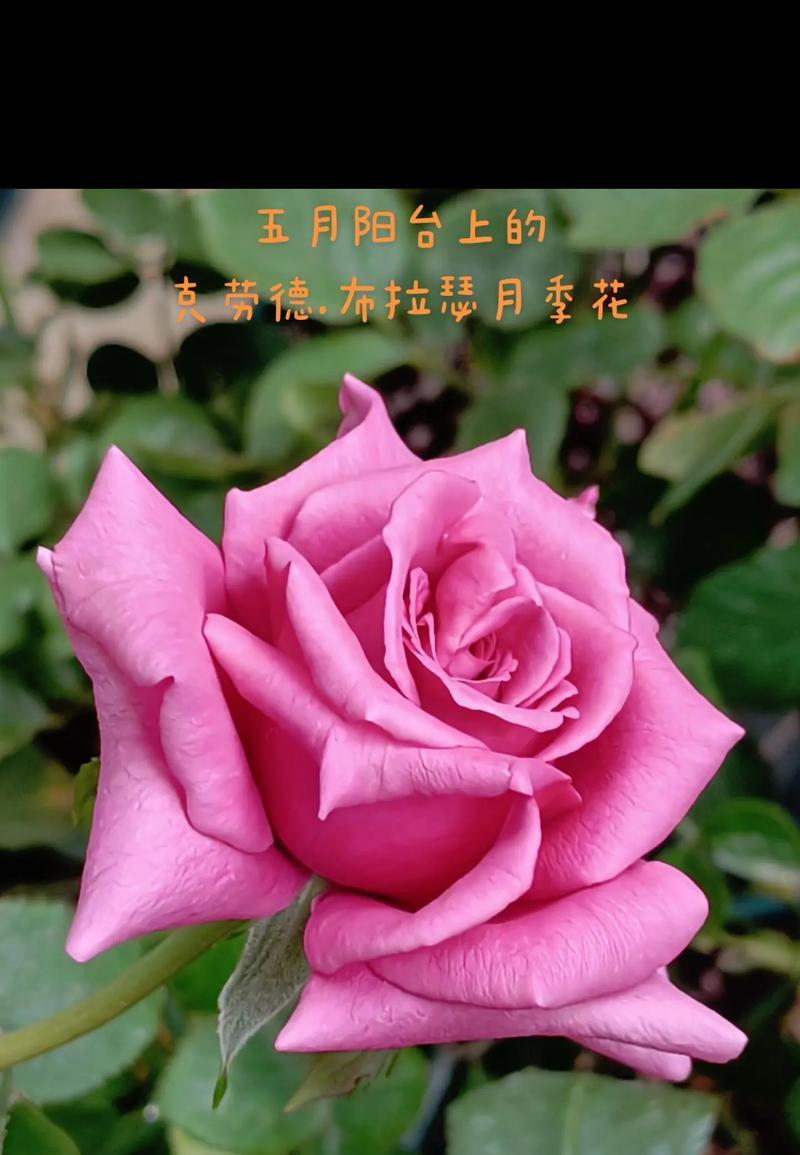 外阳台的花需要遮阳吗？原因是什么？