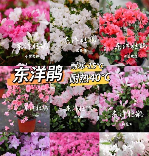 外阳台的花需要遮阳吗？原因是什么？