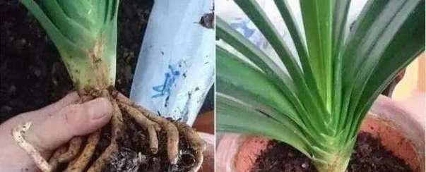 君子兰到货后正确的移盆步骤是什么？