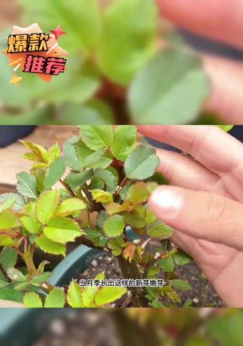 海蒂月季修剪的最佳方法是什么？修剪后如何护理？