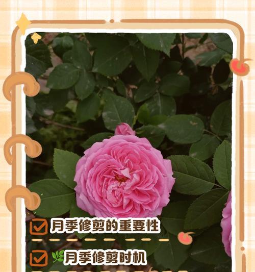 海蒂月季修剪的最佳方法是什么？修剪后如何护理？