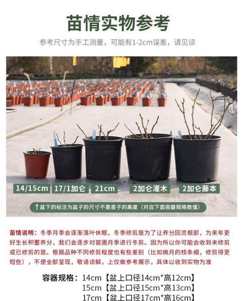 海蒂月季修剪的最佳方法是什么？修剪后如何护理？