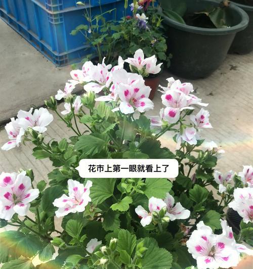 老桩天竺葵的养护和管理方法是什么？老桩天竺葵有哪些优点？