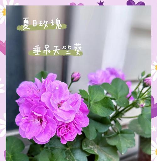 老桩天竺葵的养护和管理方法是什么？老桩天竺葵有哪些优点？