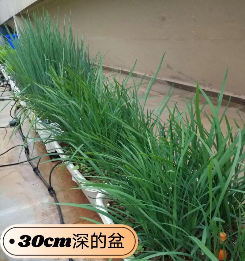 大叶铁线莲苗快速生长的养护技巧是什么？