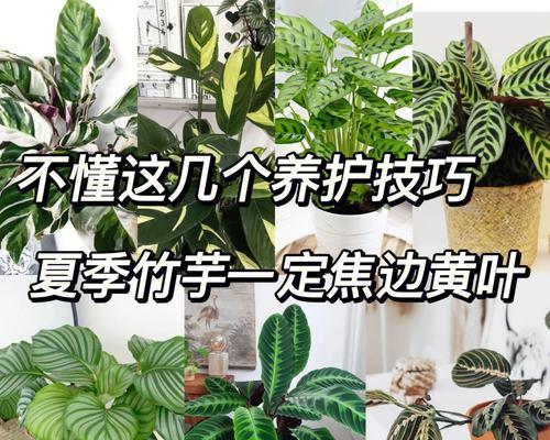 大叶铁线莲苗快速生长的养护技巧是什么？