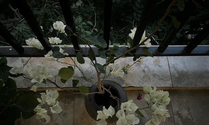 北方窗外阳台适合种植哪些花卉？如何照料？