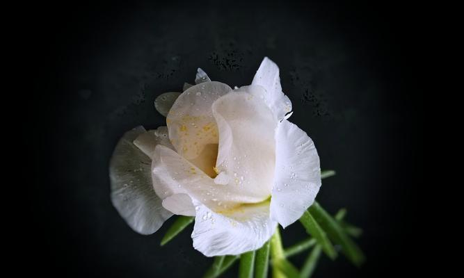 北方窗外阳台适合种植哪些花卉？如何照料？