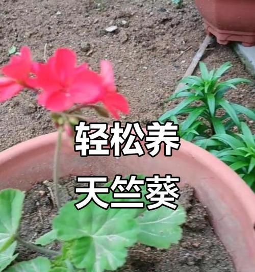 天竺葵是否需要调酸？正确的养护方法是什么？