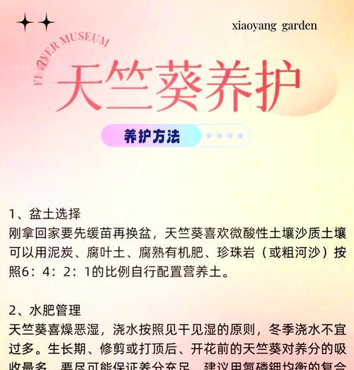 天竺葵是否需要调酸？正确的养护方法是什么？