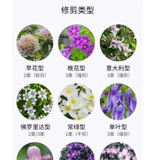 铁线莲初春施肥方法是什么？需要注意什么？