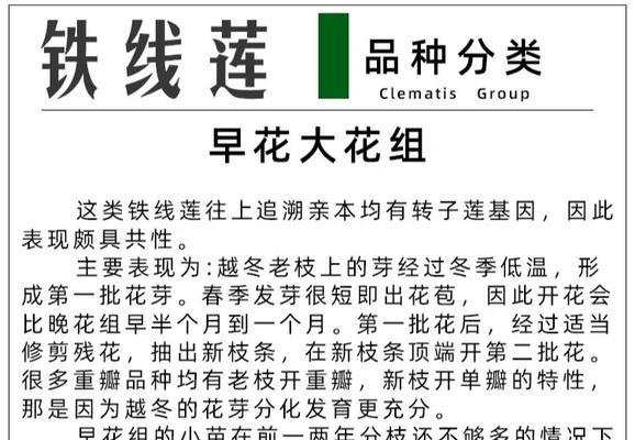 铁线莲初春施肥方法是什么？需要注意什么？