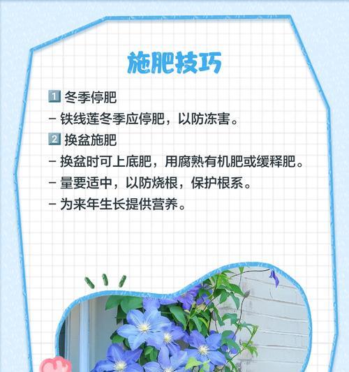 铁线莲初春施肥方法是什么？需要注意什么？