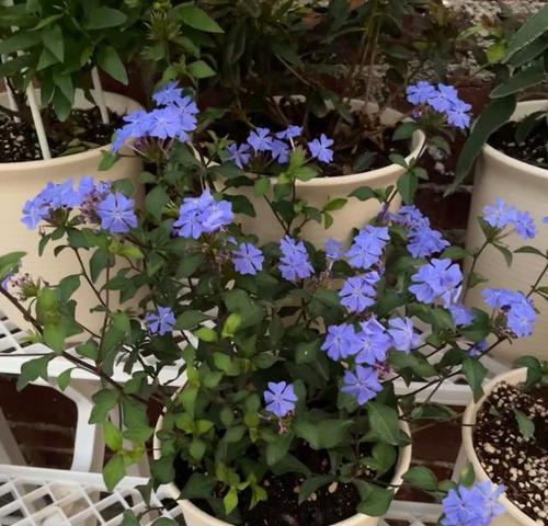 封闭阳台除了蓝雪花还能养什么花？推荐品种有哪些？