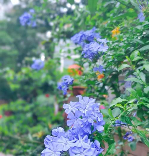 封闭阳台除了蓝雪花还能养什么花？推荐品种有哪些？