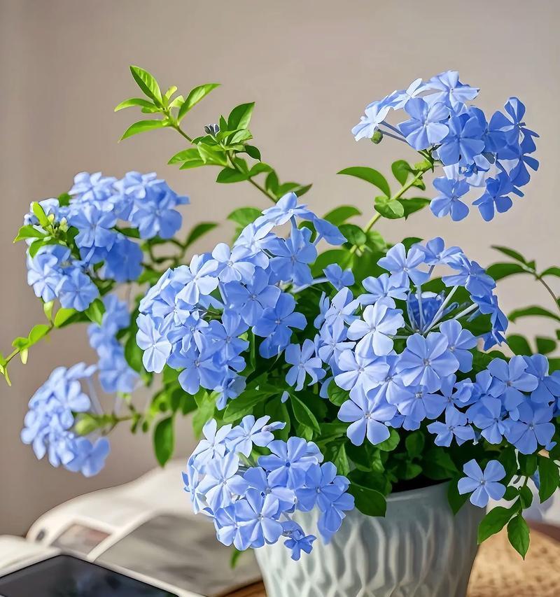 封闭阳台除了蓝雪花还能养什么花？推荐品种有哪些？