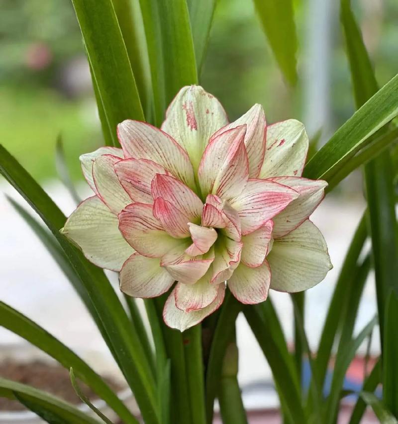 朱顶红09花的特征是什么？