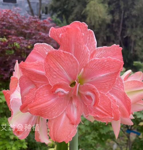 朱顶红09花的特征是什么？