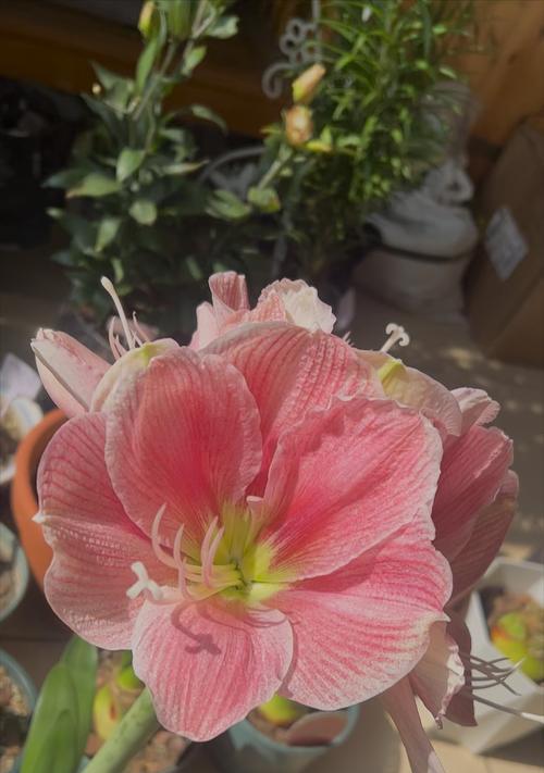 朱顶红09花的特征是什么？