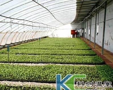 腌菜无土栽培的关键技术要点是什么？