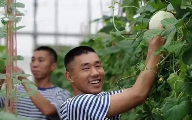 腌菜无土栽培的关键技术要点是什么？