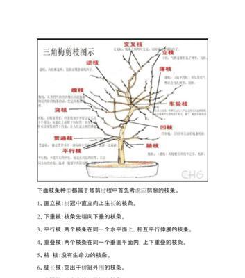 三角梅多分枝的技巧是什么？