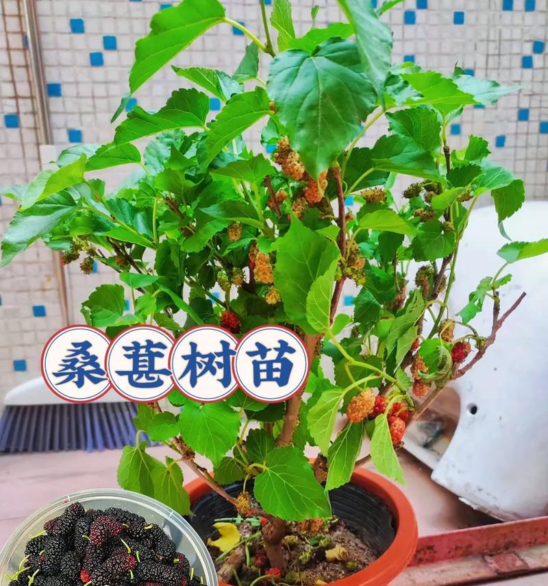 树苗盆景的培养方法是什么？