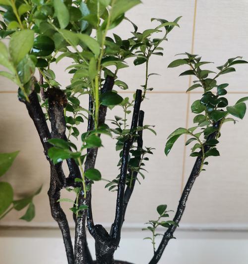 树苗盆景的培养方法是什么？