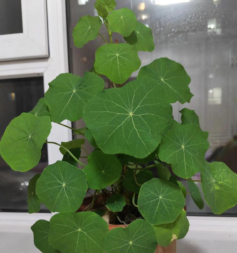 在阳台容易养的花是什么花？如何选择适合阳台的花卉？