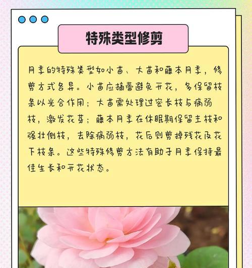 月季枯萎后应如何修剪？