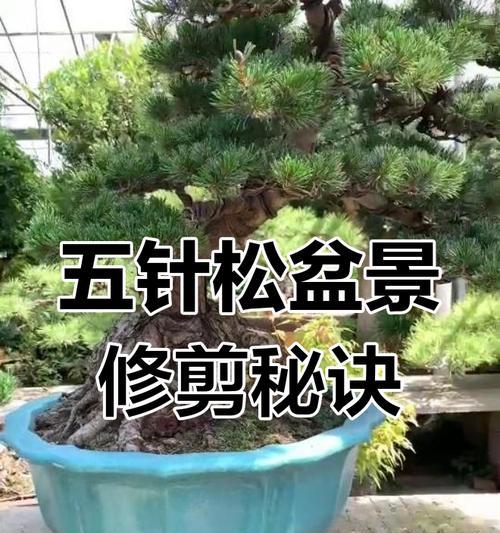五针松叶子发黄掉落是什么原因？如何处理？