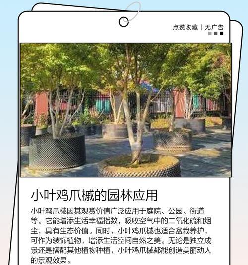 鸡爪槭叶子黄枯如何处理？