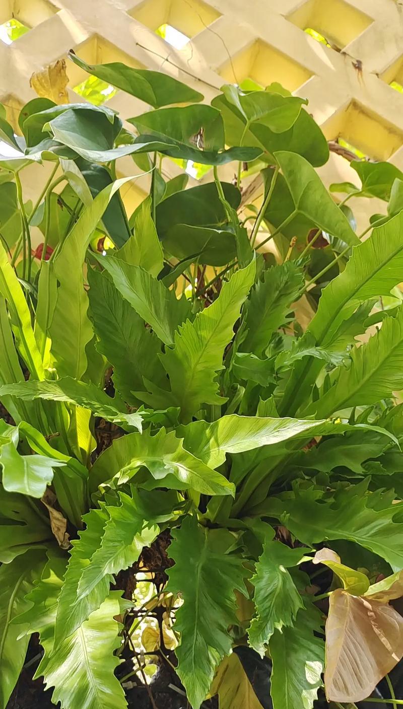 浮生观赏植物有哪些？哪些植物适合浮生栽培？