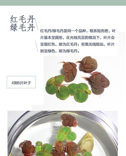 浮生观赏植物有哪些？哪些植物适合浮生栽培？