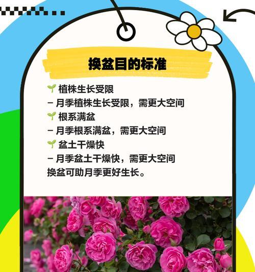 月季花的保存方法是什么？