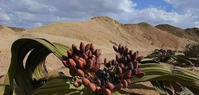 兰科珍稀植物有哪些种类？