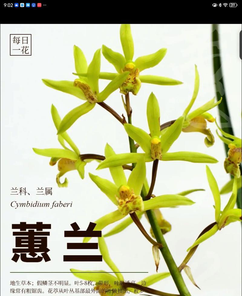 兰科珍稀植物有哪些种类？