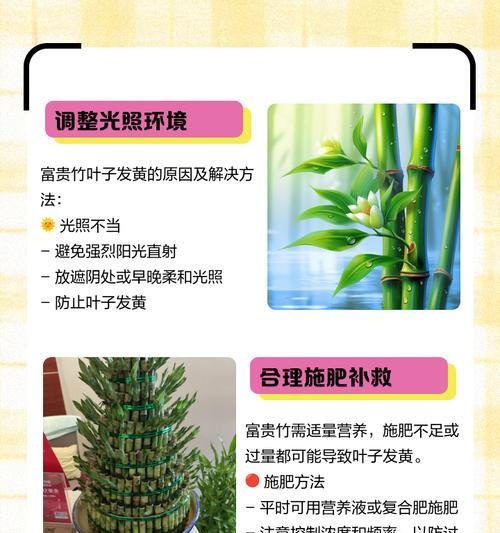 富贵竹打蔫叶子发黄？如何处理？