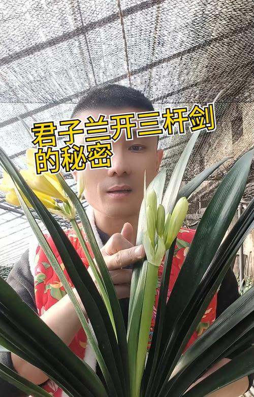 长春君子兰骗局的真相是什么？