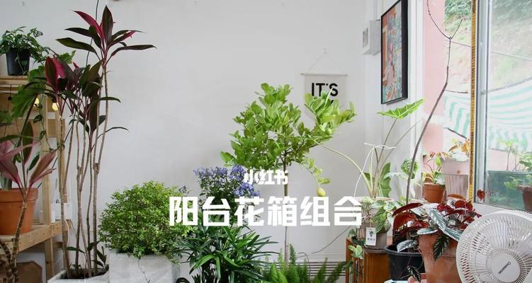 阳台花箱的替代品有哪些？