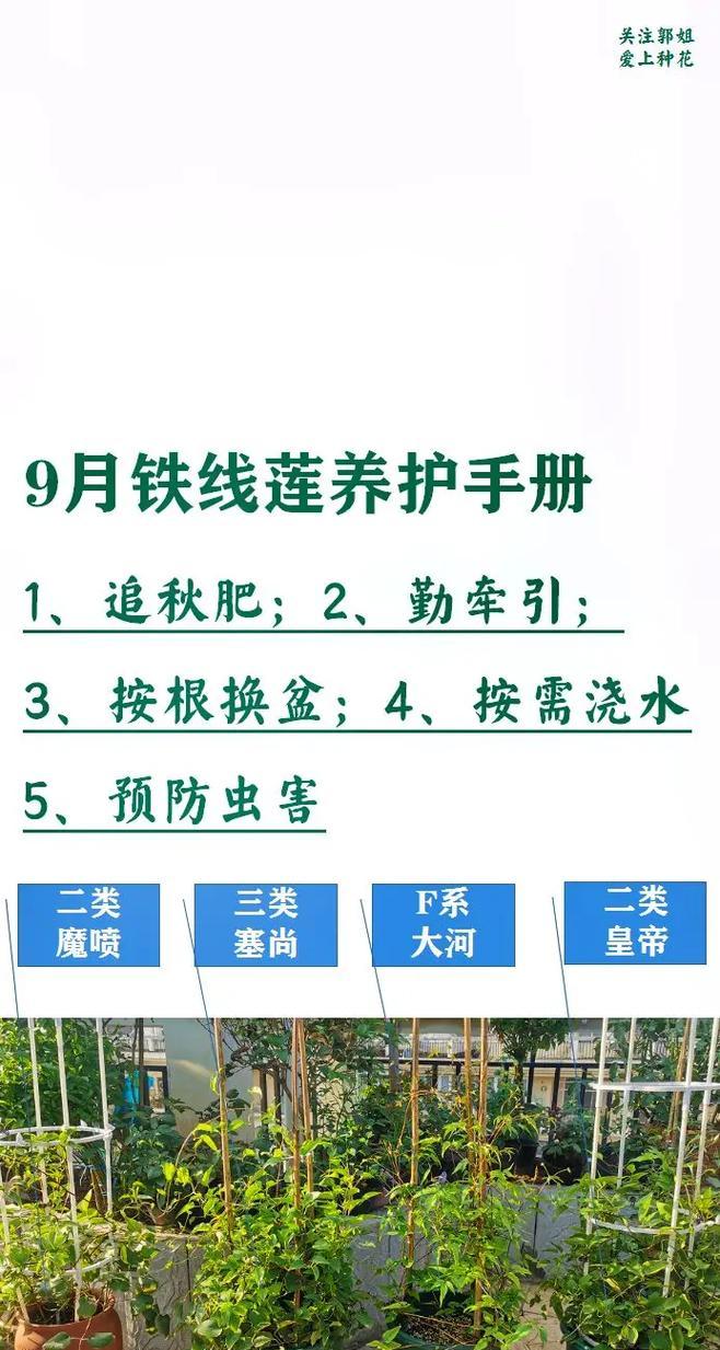 铁线莲移盆后如何养护？移盆过程中需要注意哪些问题？