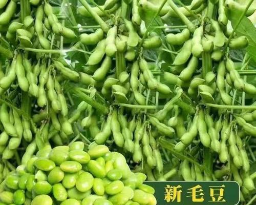 绿宝石毛豆什么时候播种？播种前的准备工作是什么？