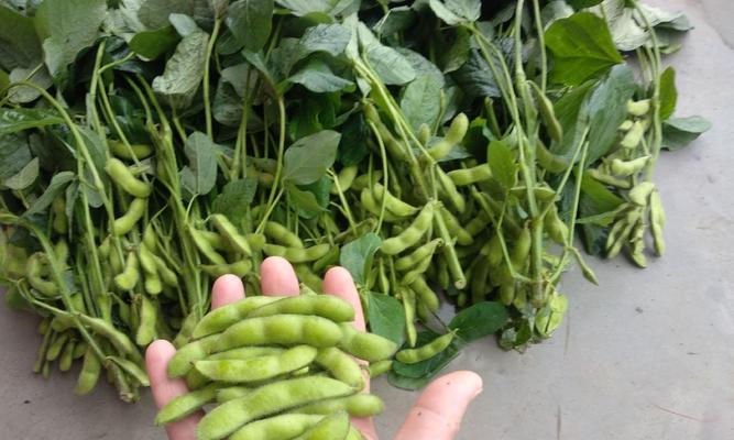 绿宝石毛豆什么时候播种？播种前的准备工作是什么？