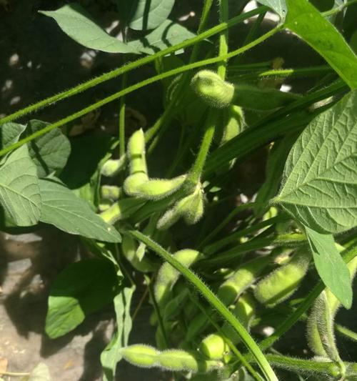 绿宝石毛豆什么时候播种？播种前的准备工作是什么？