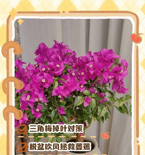 三角梅物流发错的解决办法是什么？