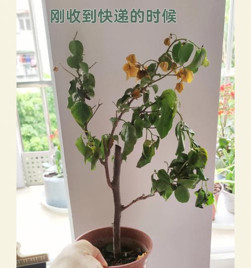 三角梅物流发错的解决办法是什么？