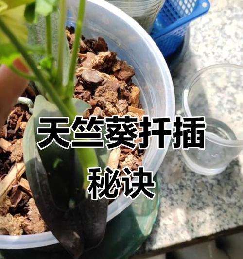 天竺葵怎么扦插不活？提高扦插成功率的秘诀？